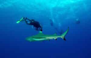 Plongeurs avec un requin dans le Pacifique