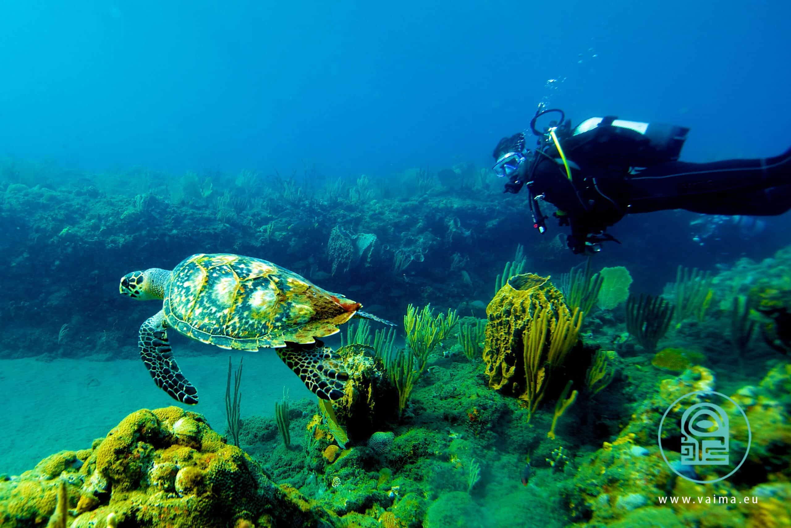 Plongeur avec une tortue
